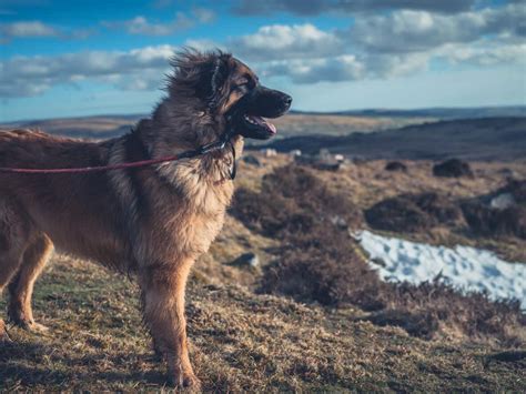 25 Rarest Dog Breeds: Explanation and Ranking .